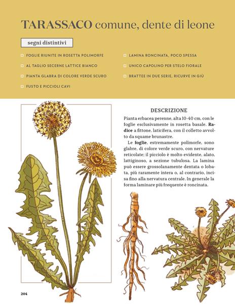 Erbe spontanee. Riconoscerle, raccoglierle e conservarle - Wateki Taliana Tobert,Francesca Della Giovampaola,Filippo Bellantoni - 9