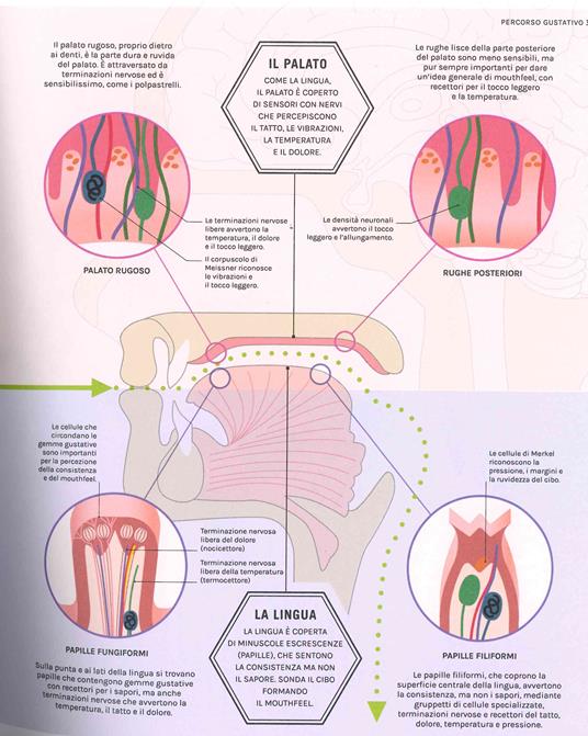 La scienza del gusto. Scopri i segreti dei sapori in cucina - Stuart Farrimond - 3