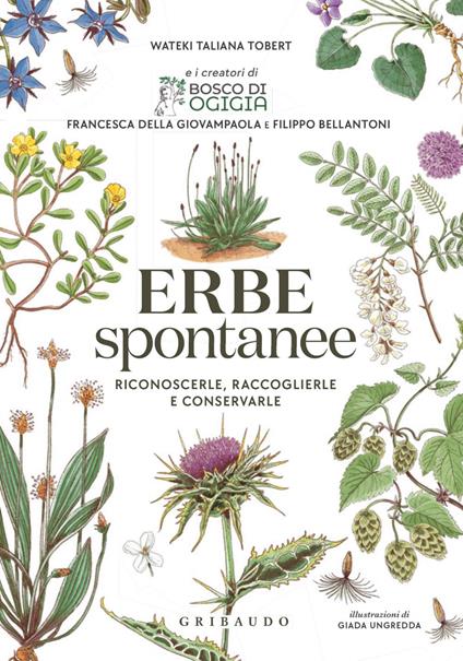 Erbe spontanee. Riconoscerle, raccoglierle e conservarle - Filippo Bellantoni,Francesca Della Giovampaola,Wateki Taliana Tobert,Giada Ungredda - ebook
