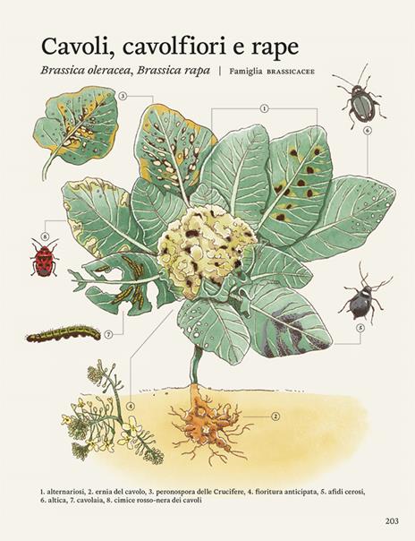 La difesa dell'orto. Il manuale di «Orto da coltivare» per proteggere le piante da insetti e malattie - Matteo Cereda,Pietro Isolan,Sara Petrucci - 7