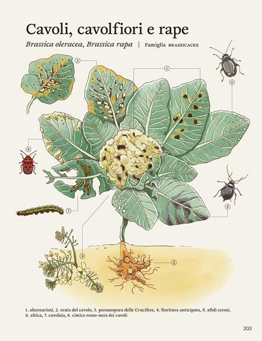La difesa dell'orto. Il manuale di «Orto da coltivare» per proteggere le piante da insetti e malattie - Matteo Cereda,Pietro Isolan,Sara Petrucci - 7