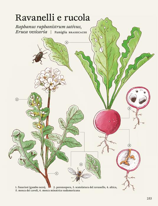La difesa dell'orto. Il manuale di «Orto da coltivare» per proteggere le piante da insetti e malattie - Matteo Cereda,Pietro Isolan,Sara Petrucci - 9