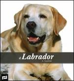 Il labrador. Ediz. illustrata