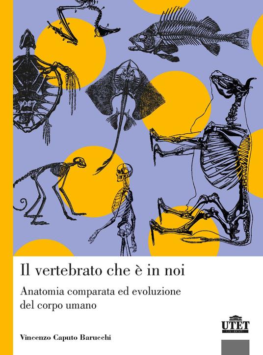 Il vertebrato che è in noi. Anatomia comparata ed evoluzione del corpo umano - Vincenzo Caputo Barucchi - copertina