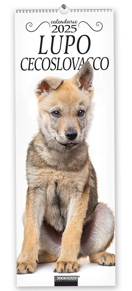 Cane lupo cecoslovacco. Calendario 2025. Long - copertina