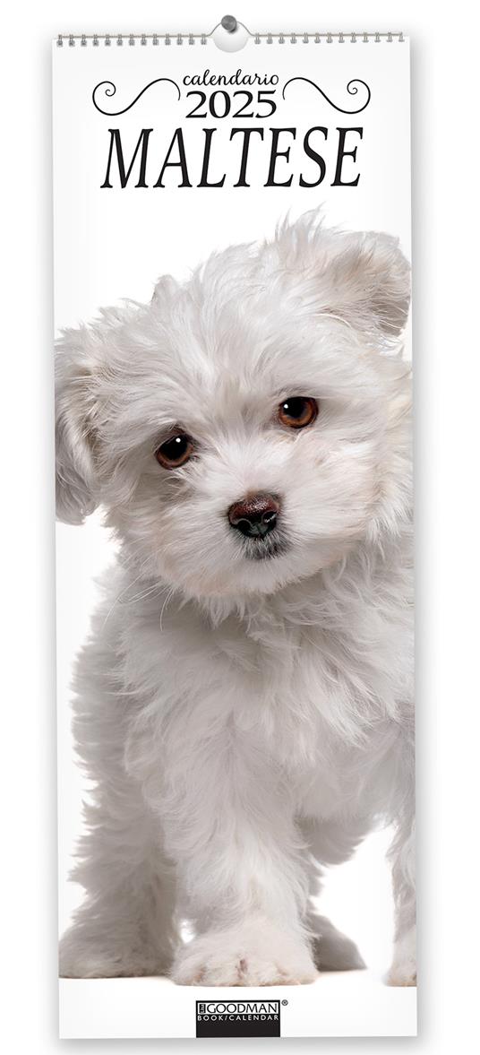 Maltese. Calendario 2025. Long - copertina