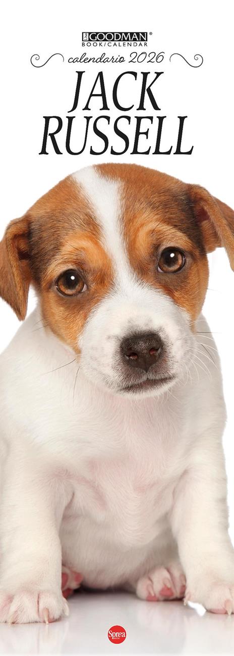 Jack Russell. Calendario 2026. Long - copertina
