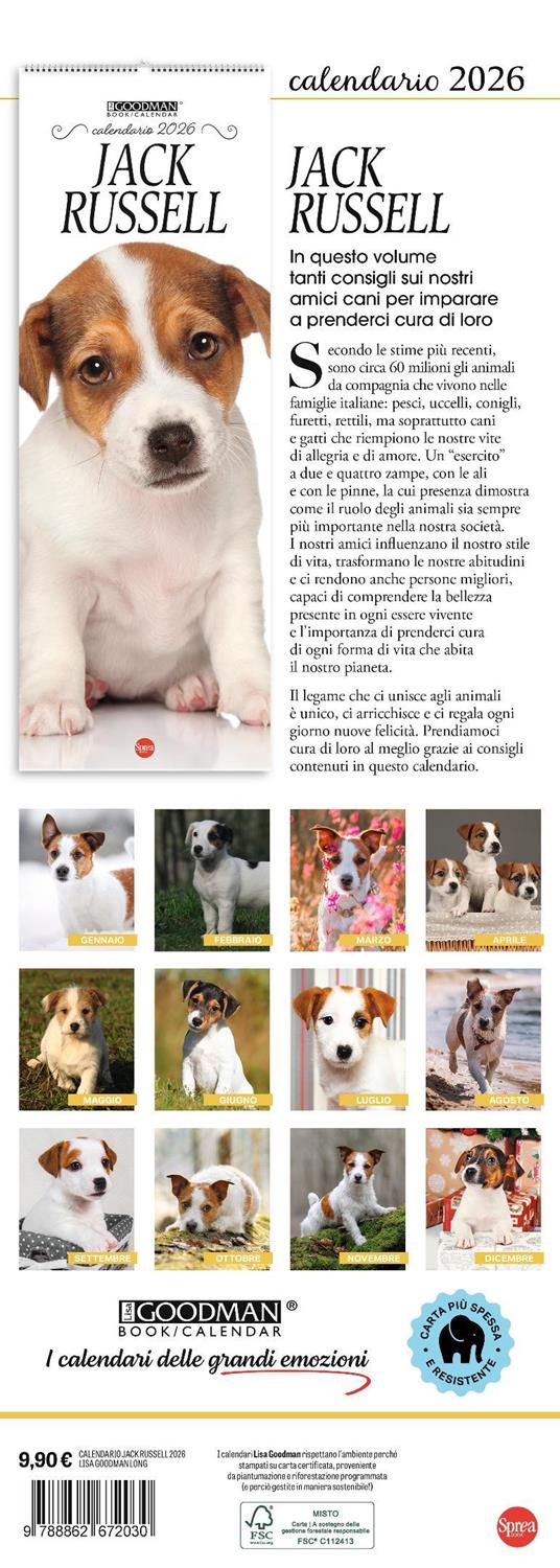 Jack Russell. Calendario 2026. Long - 3