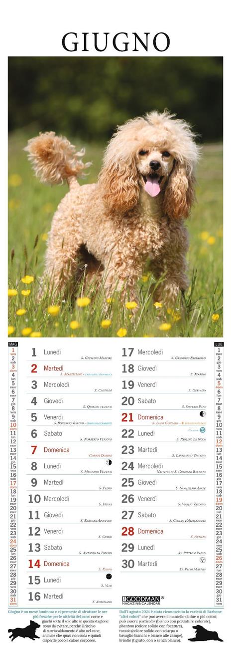 Barboncino. Calendario 2026. Long - 2