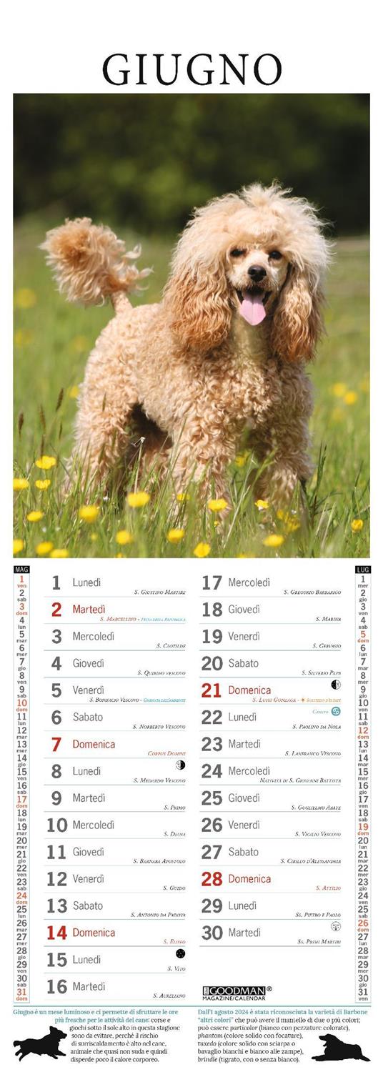 Barboncino. Calendario 2026. Long - 2