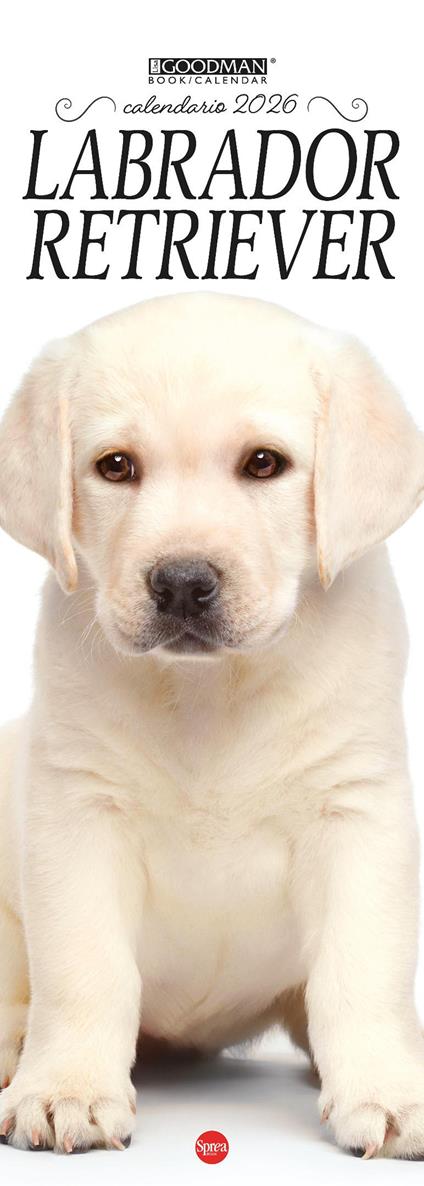 Labrador Retriever. Calendario 2026. Long - copertina