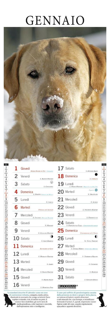 Labrador Retriever. Calendario 2026. Long - 2