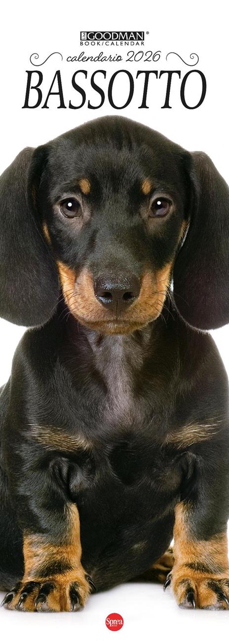 Bassotto. Calendario 2026. Long - copertina