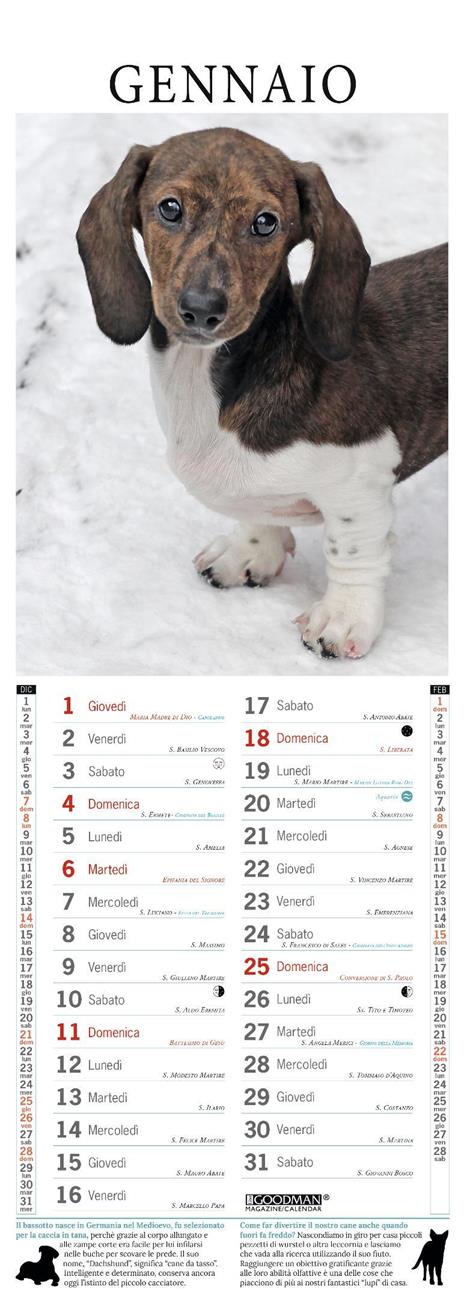 Bassotto. Calendario 2026. Long - 2