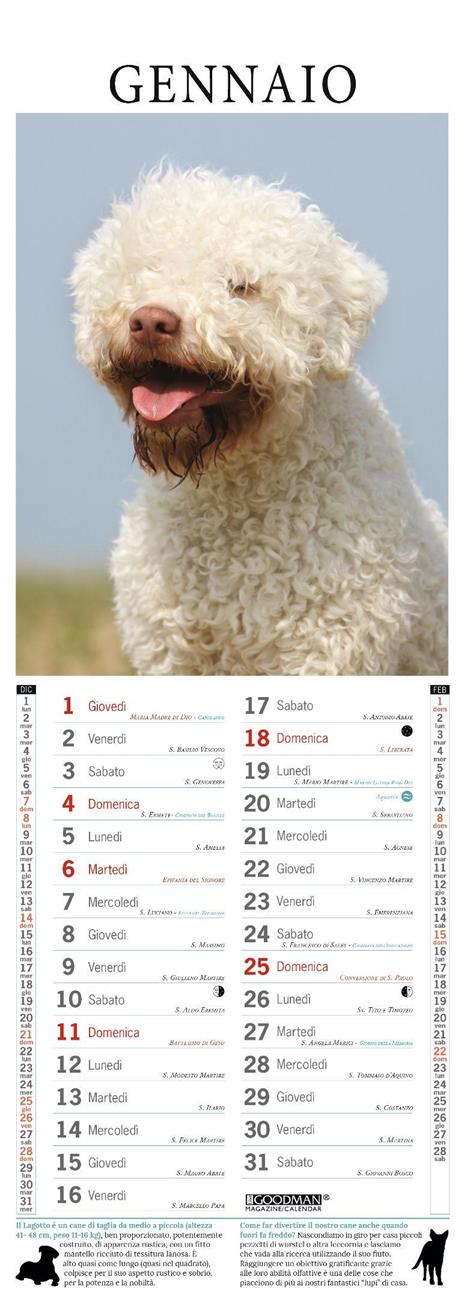 Lagotto. Calendario 2026. Long - 2
