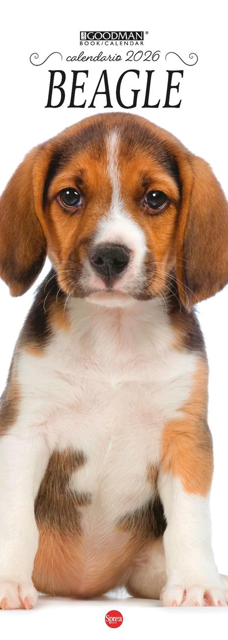 Beagle.Calendario 2026. Long - copertina