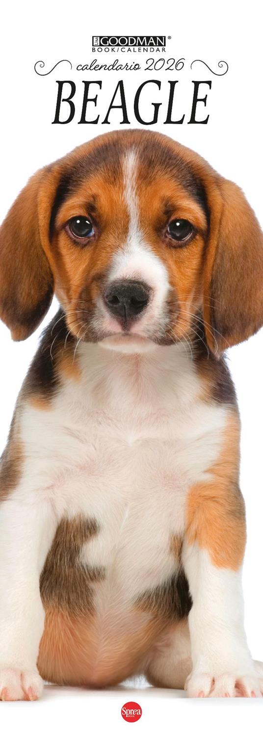 Beagle.Calendario 2026. Long - copertina