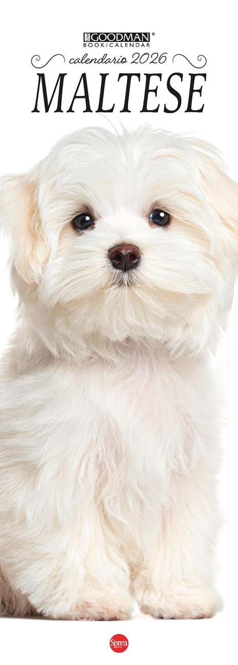 Maltese. Calendario 2026. Long - copertina