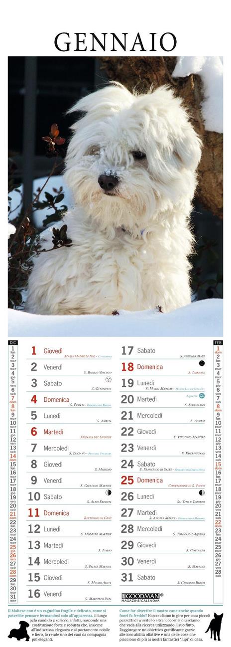 Maltese. Calendario 2026. Long - 2