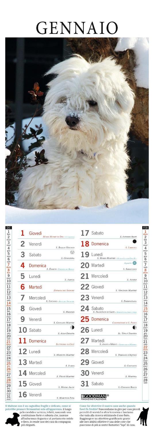 Maltese. Calendario 2026. Long - 2
