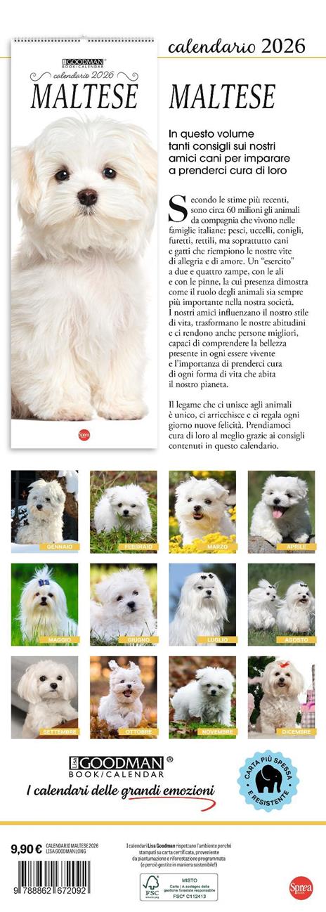 Maltese. Calendario 2026. Long - 3