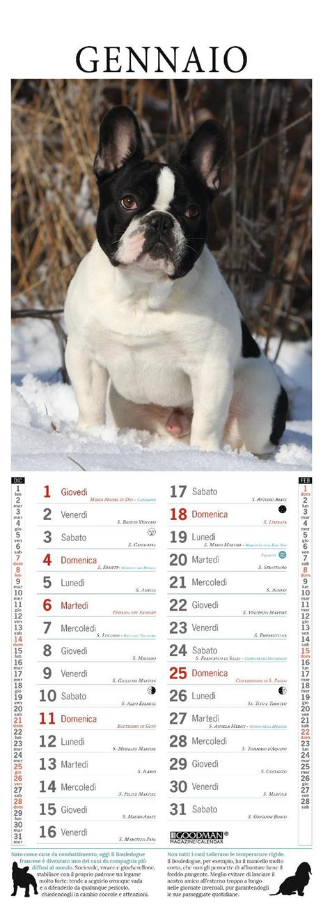 Bouledogue francese. Calendario 2026 Long - 2