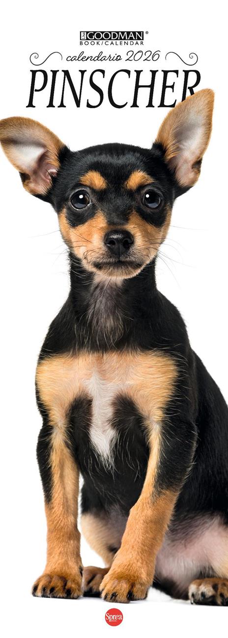 Pinscher. Calendario 2026. Long - copertina