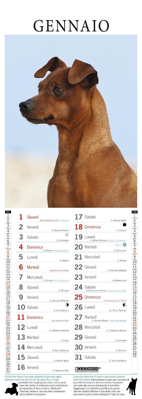 Pinscher. Calendario 2026. Long - 2