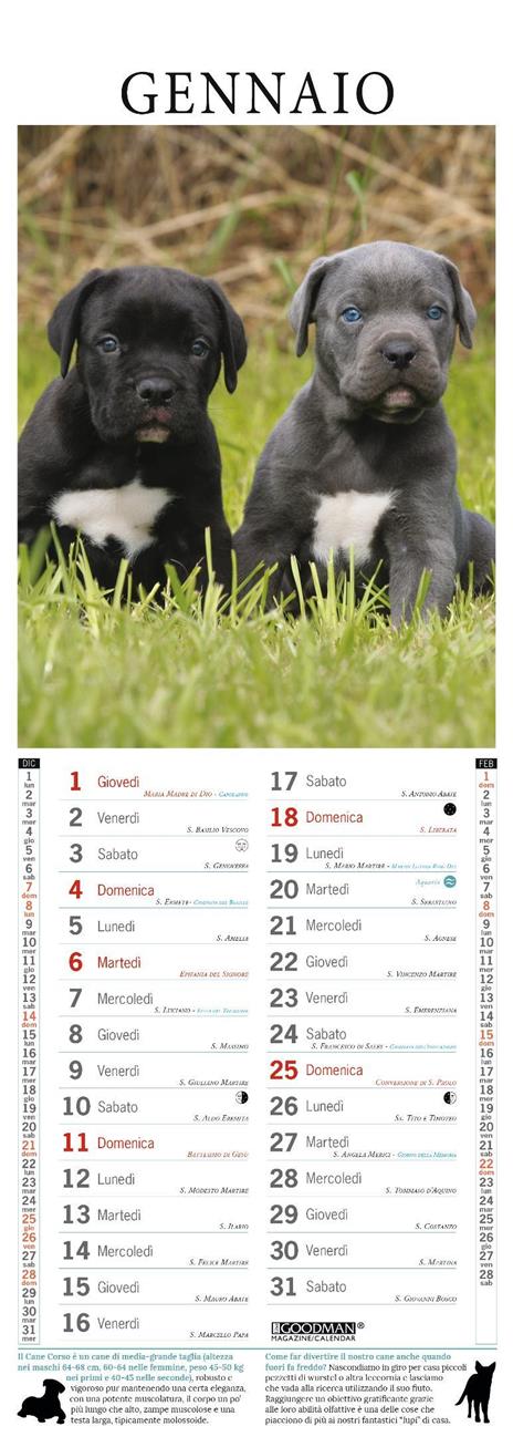Cane corso. Calendario 2026. Long - 2