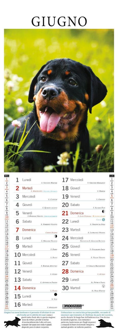 Rottweiler. Calendario 2026. Long - 2