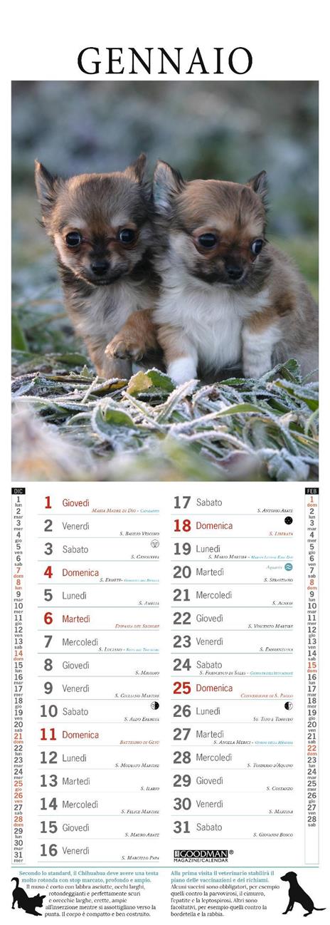 Chihuahua. Calendario 2026. Long - 2