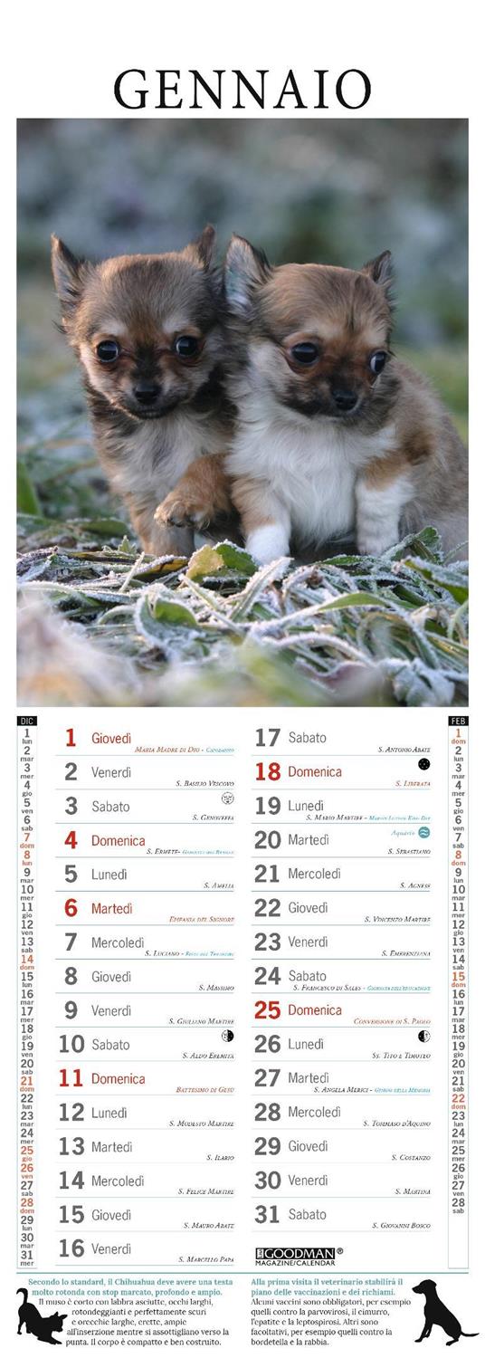 Chihuahua. Calendario 2026. Long - 2