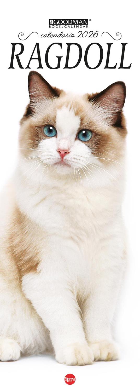Ragdoll. Calendario 2026. Long - copertina