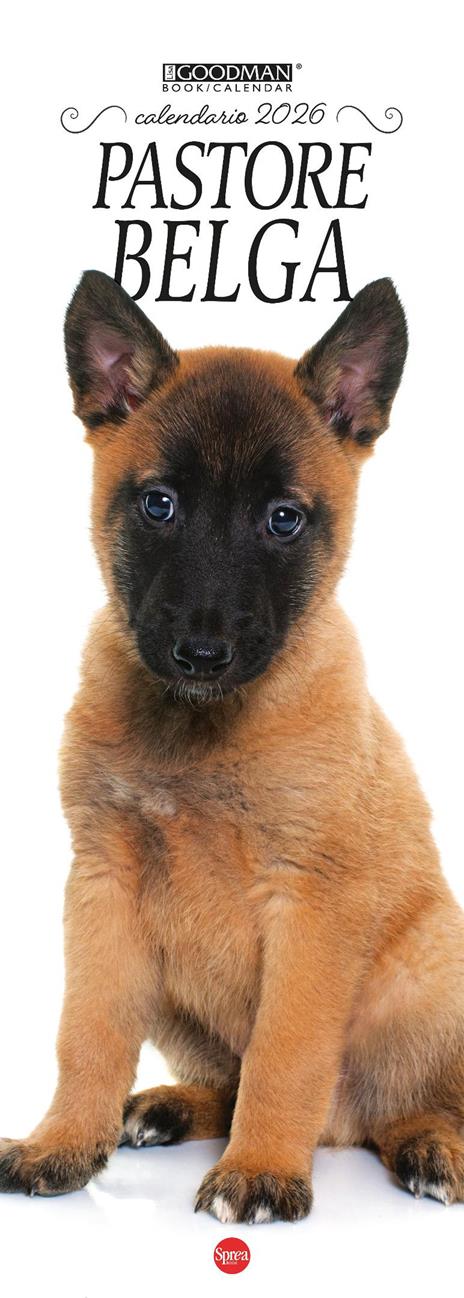 Pastore belga Malinois. Calendario 2026. Long - copertina