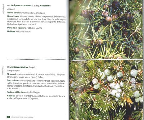 Alberi, arbusti e erbe della Sardegna. Ediz. illustrata - Renato Brotzu - 3