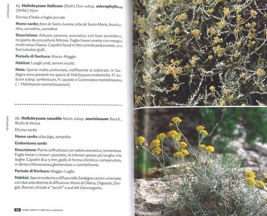 Alberi, arbusti e erbe della Sardegna. Ediz. illustrata - Renato Brotzu - 4