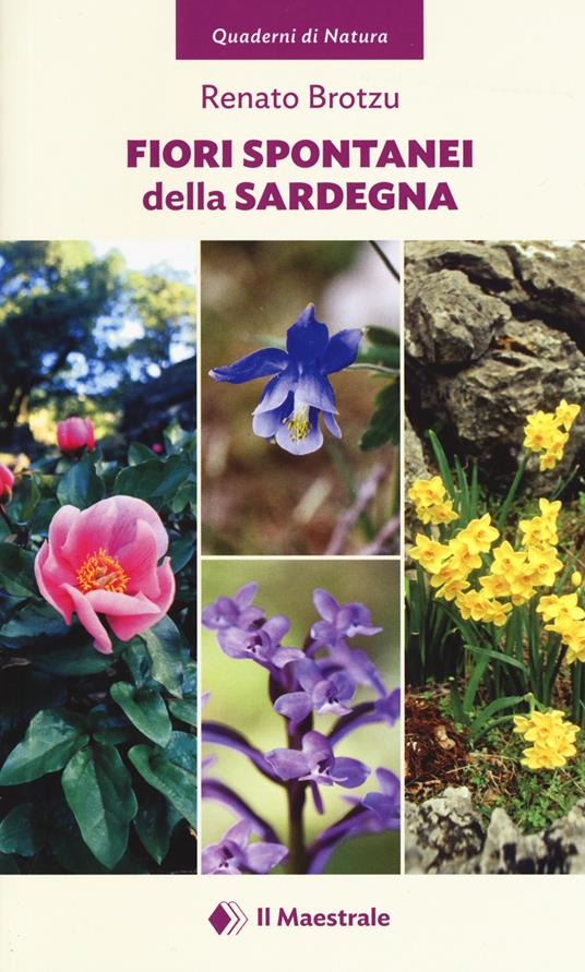 Fiori spontanei della Sardegna. Ediz. illustrata - Renato Brotzu - copertina
