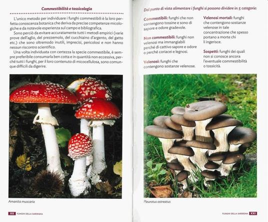 Funghi della Sardegna. Ediz. illustrata - Renato Brotzu - 2