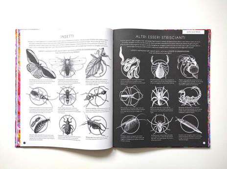 Insetti & co. Esplora il mondo degli invertebrati con la tua magica lente a 3 colori. Ediz. a colori. Con lenti colorate - 7