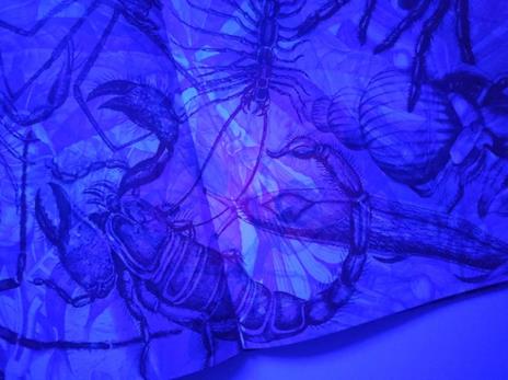 Insetti & co. Esplora il mondo degli invertebrati con la tua magica lente a 3 colori. Ediz. a colori. Con lenti colorate - 10