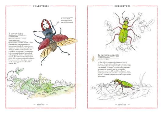 Inventario illustrato degli insetti - Emmanuelle Tchoukriel,Virginie Aladjidi - 3