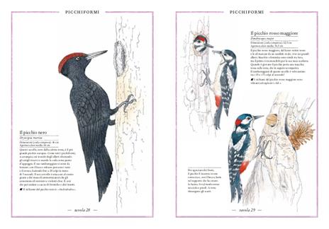 Inventario illustrato degli uccelli - Emmanuelle Tchoukriel,Virginie Aladjidi - 3