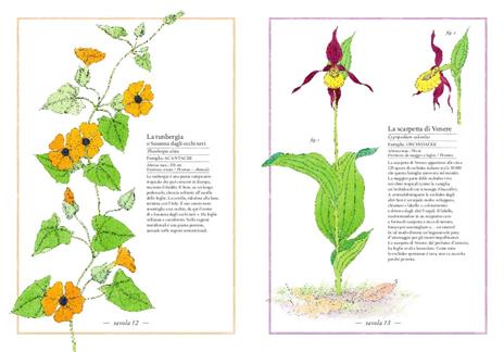 Inventario illustrato dei fiori - Virginie Aladjidi,Emmanuelle Tchoukriel - 3