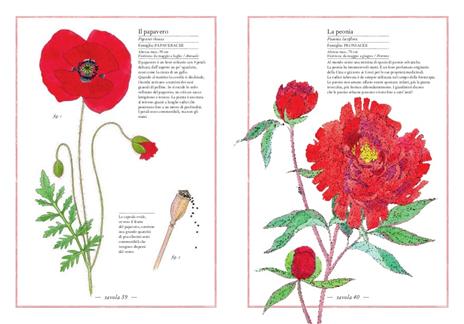 Inventario illustrato dei fiori - Virginie Aladjidi,Emmanuelle Tchoukriel - 4