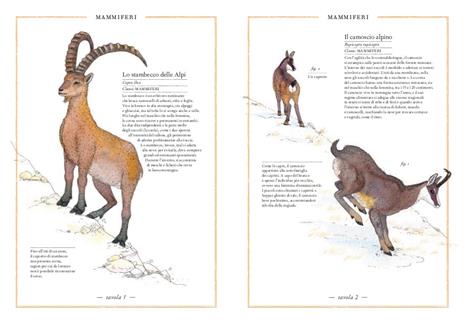 Inventario illustrato della montagna - Virginie Aladjidi,Emmanuelle Tchoukriel - 2