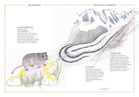 Inventario illustrato della montagna - Virginie Aladjidi,Emmanuelle Tchoukriel - 3