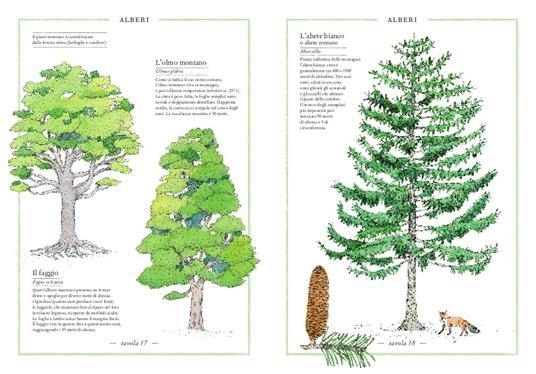 Inventario illustrato della montagna - Virginie Aladjidi,Emmanuelle Tchoukriel - 4