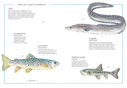 Inventario illustrato della montagna - Virginie Aladjidi,Emmanuelle Tchoukriel - 5