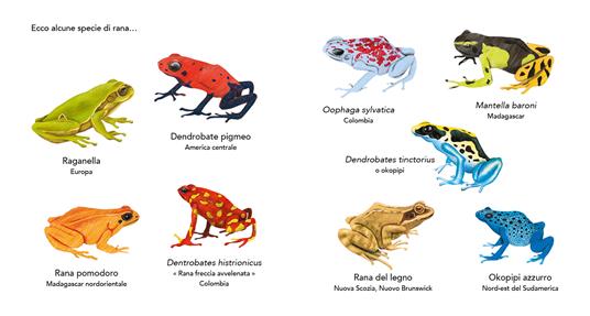 La rana - Bernadette Gervais - 3