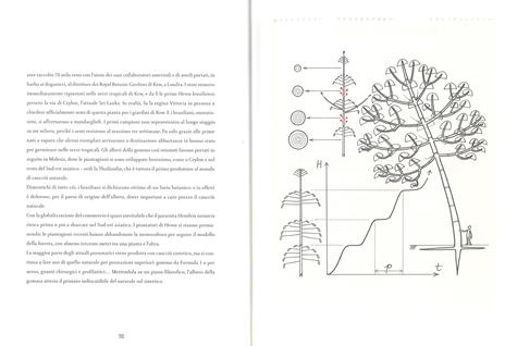 Atlante di botanica poetica. Ediz. illustrata - Francis Hallé - 4